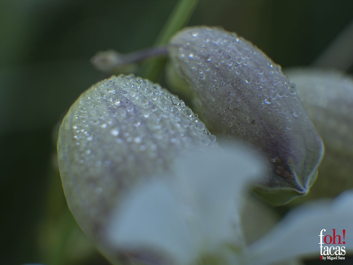 AMAPOLAS POR DESPERTAR                    