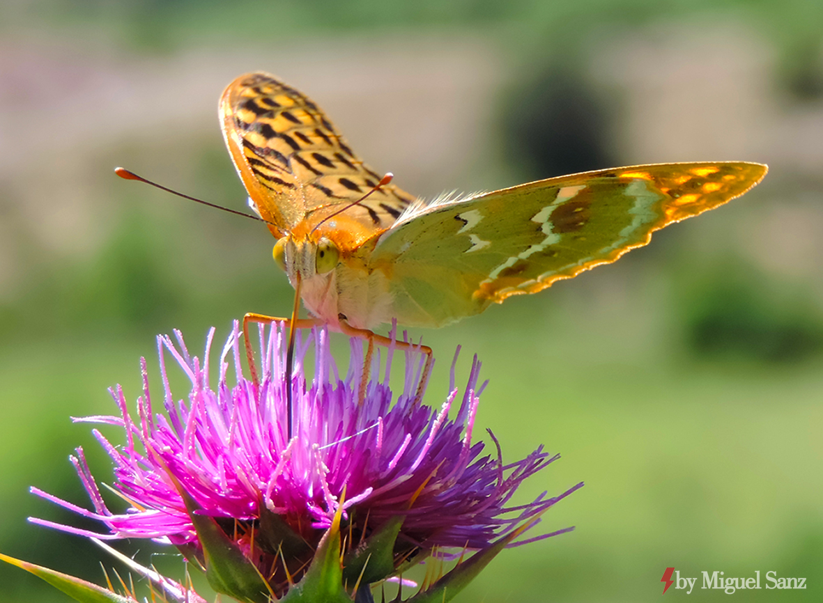 FABRICIANA ADIPPE                 