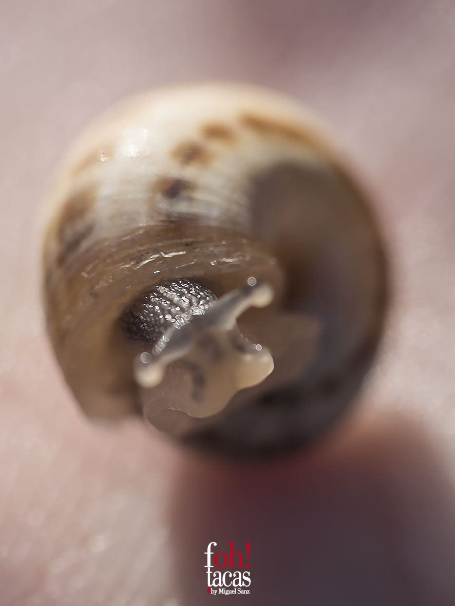 CARACOL                    