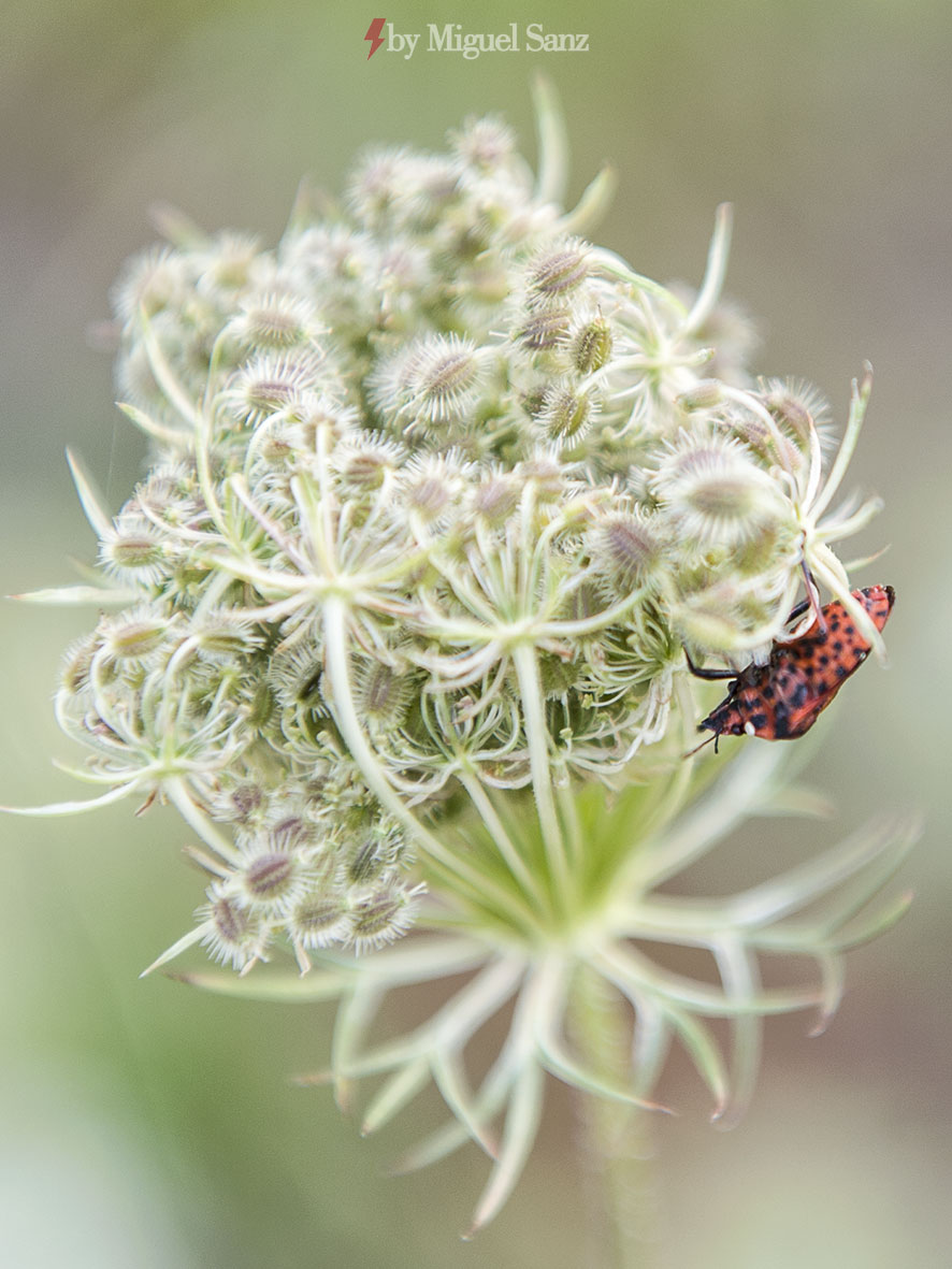 COLEOPTERO ROJO                        