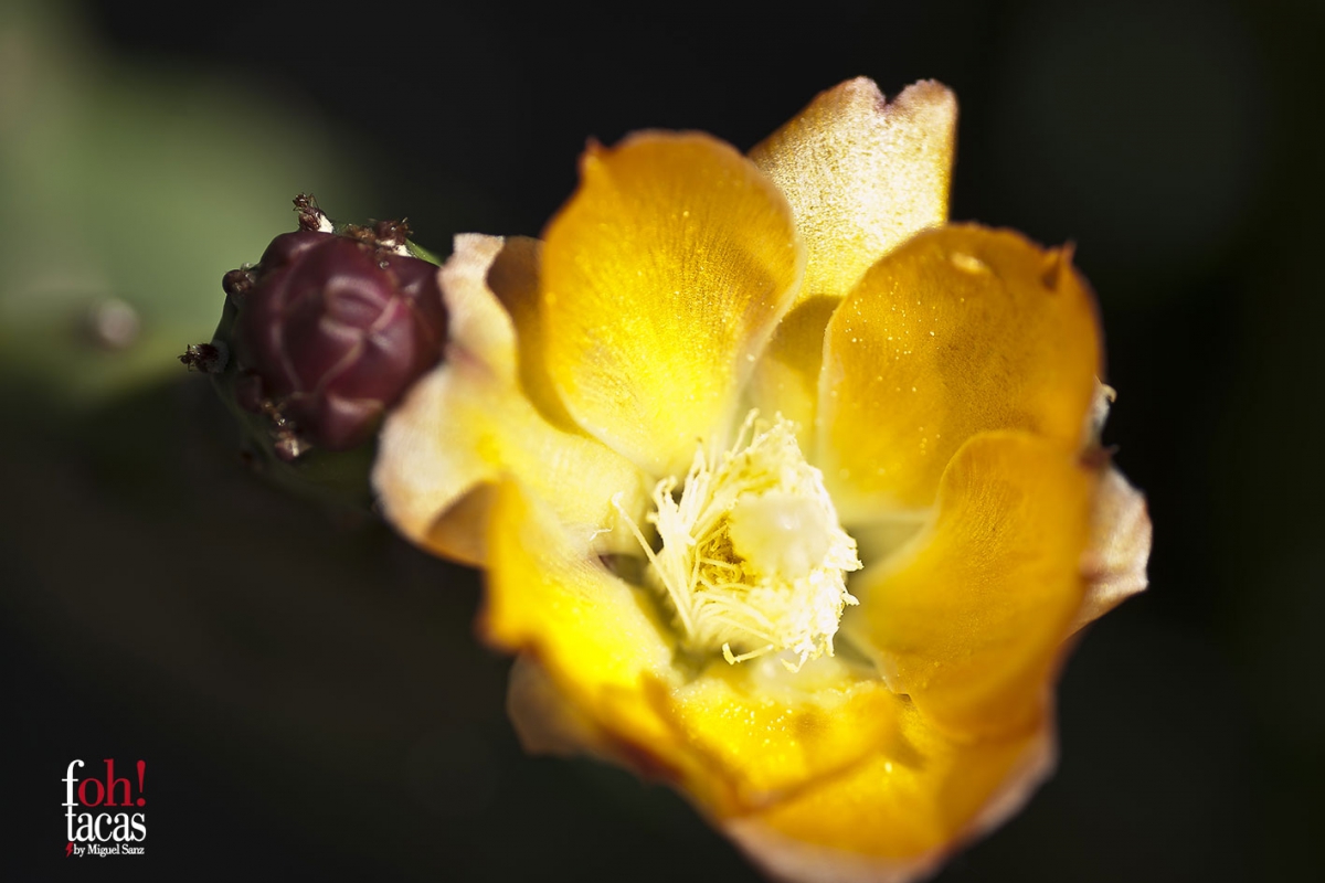 FLOR DE CHUMBERA             