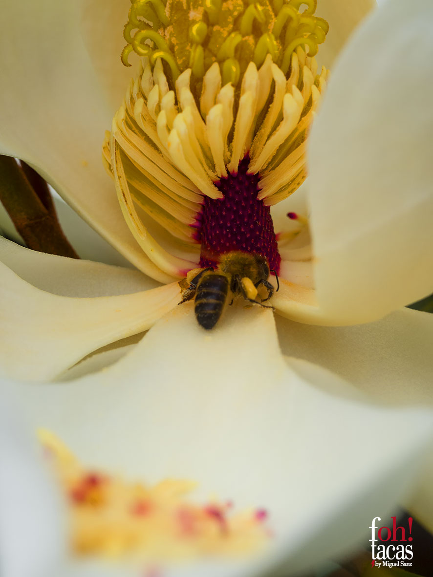 FLOR DEL MAGNOLIO             