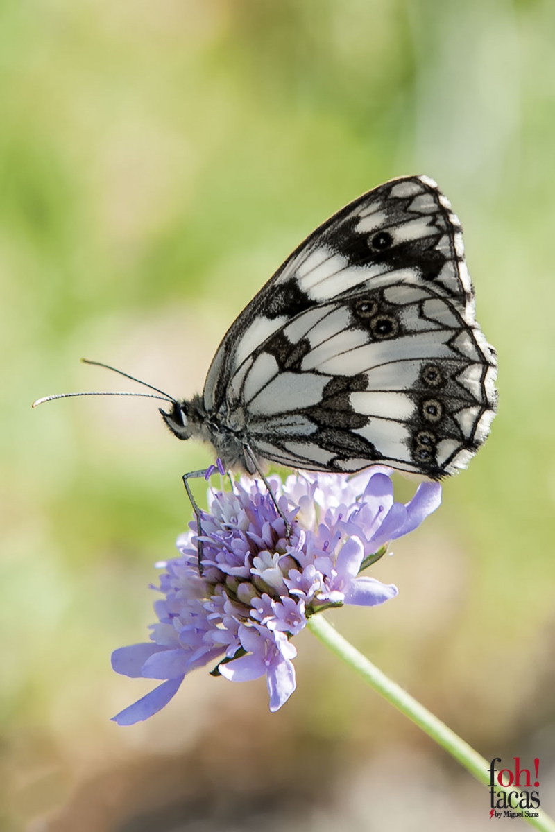 MARIPOSA             