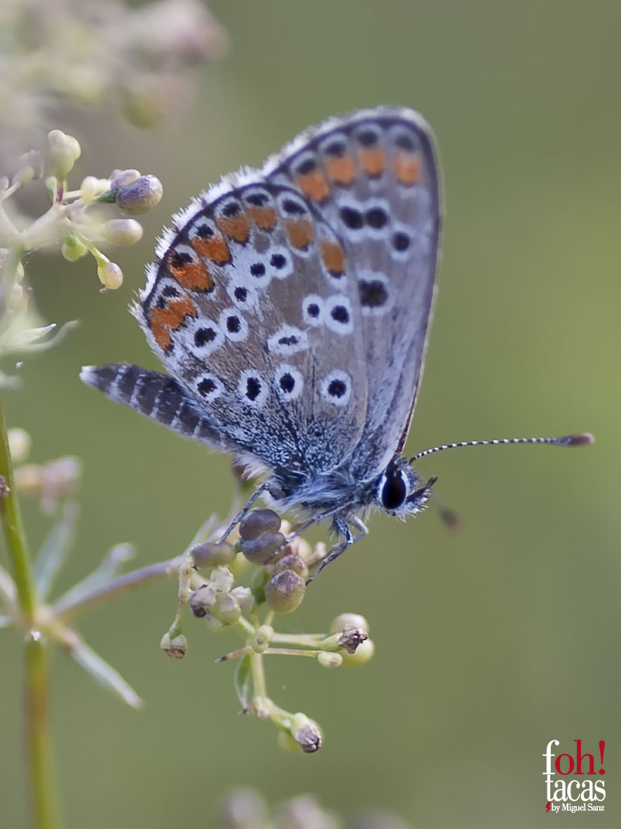 POLYOMMATUS ICARUS             