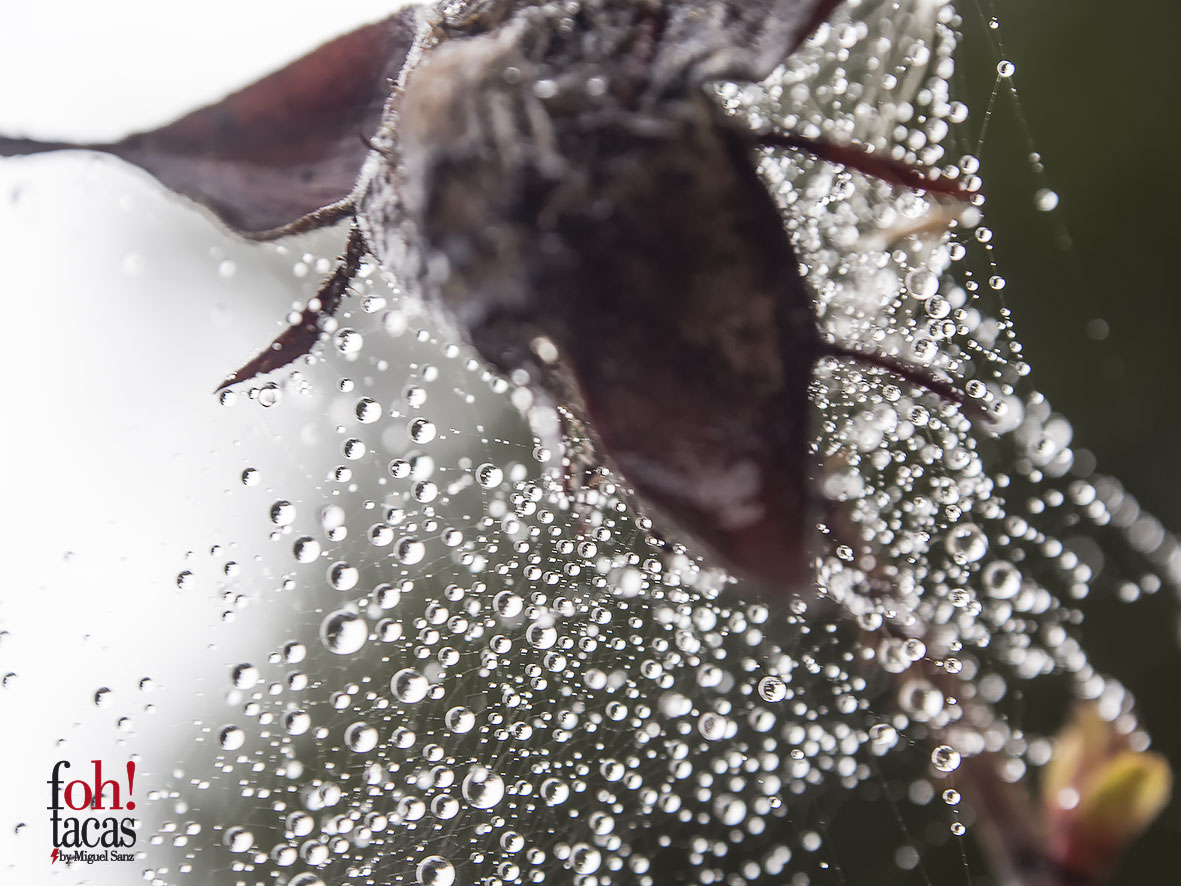 TELARAÑA ROCIO             